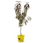 250mm Sugar N Spice Nectarine - Plum