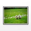 Herd Of Sheeps In Grass Plain  Print 100% Australian Made 120x90cm  (poster)