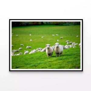 Herd Of Sheeps In Grass Plain  Print 100% Australian Made 120x90cm  (poster)