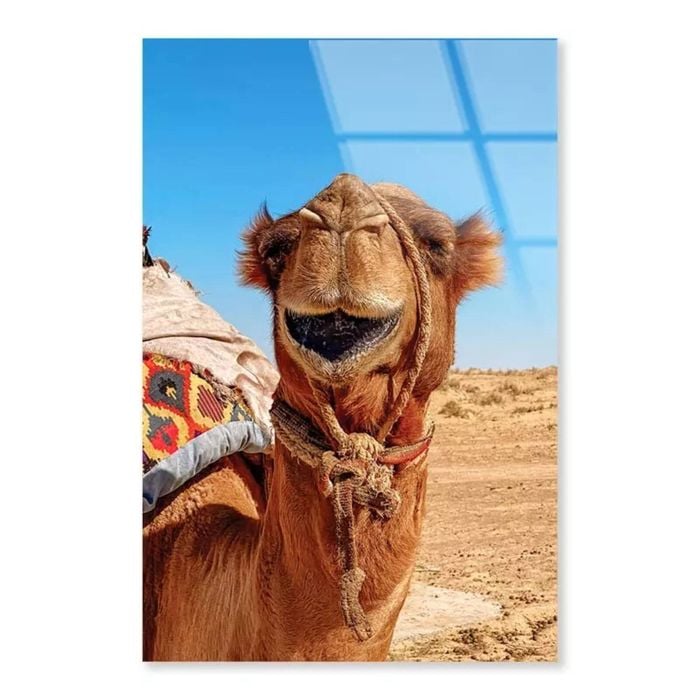 Close-Up Of a Dromedary  Print 100% Australian Made 90 x 120cm  (Acrylic)