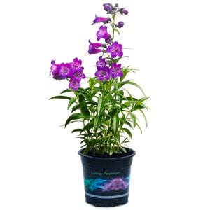 140mm Beardtongues Cha Cha Purple - Plantaginaceae