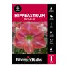 Bloomin Bulbs Hippeastrum Rosalie - 1 Pack