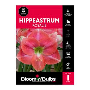 Bloomin Bulbs Hippeastrum Rosalie - 1 Pack