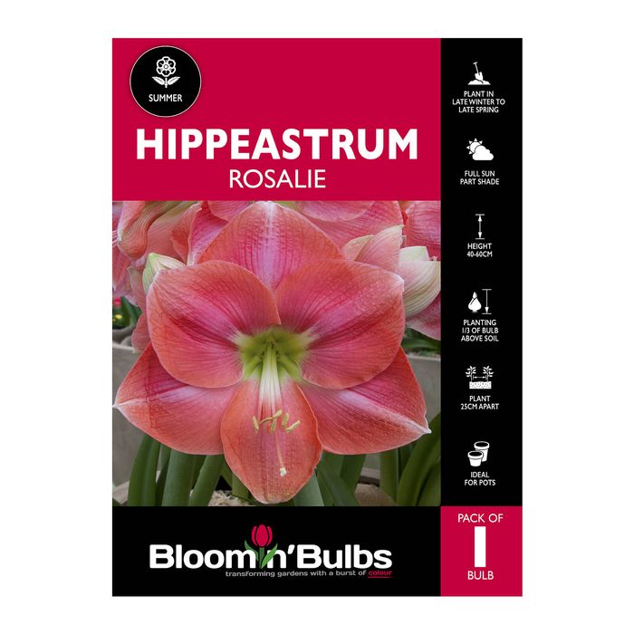 Bloomin Bulbs Hippeastrum Rosalie - 1 Pack