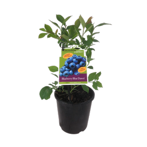 3L Blueberry Blue Dawn - Vaccinium ashei Takahe - Incredible Edible Range