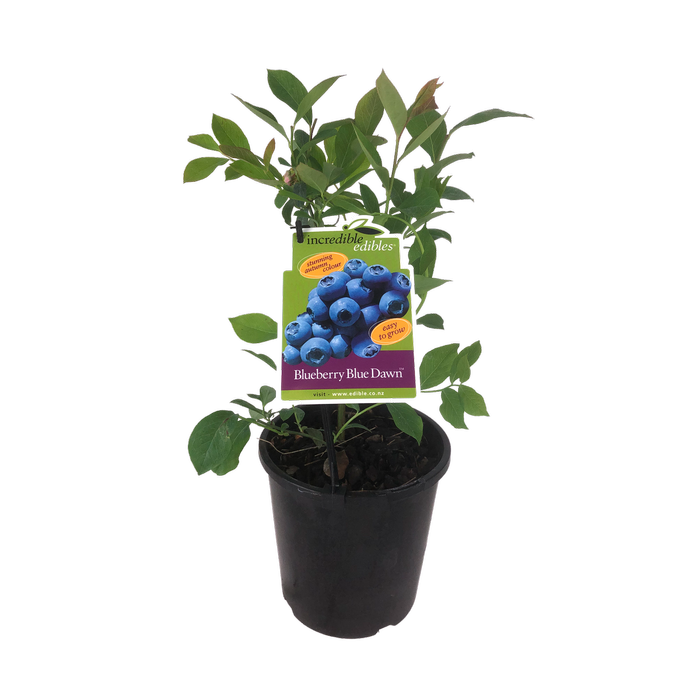 3L Blueberry Blue Dawn - Vaccinium ashei Takahe - Incredible Edible Range