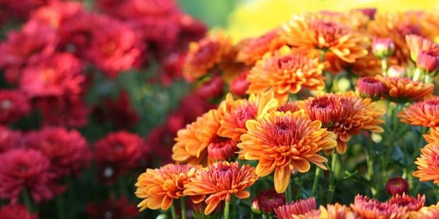 chrysanthemum in shot