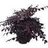 10L Loropetalum Plum Delight - Loropetalum chinense