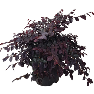 10L Loropetalum Plum Delight - Loropetalum chinense