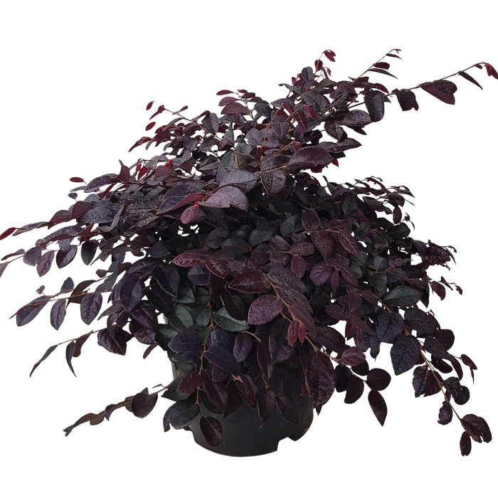 10L Loropetalum Plum Delight - Loropetalum chinense