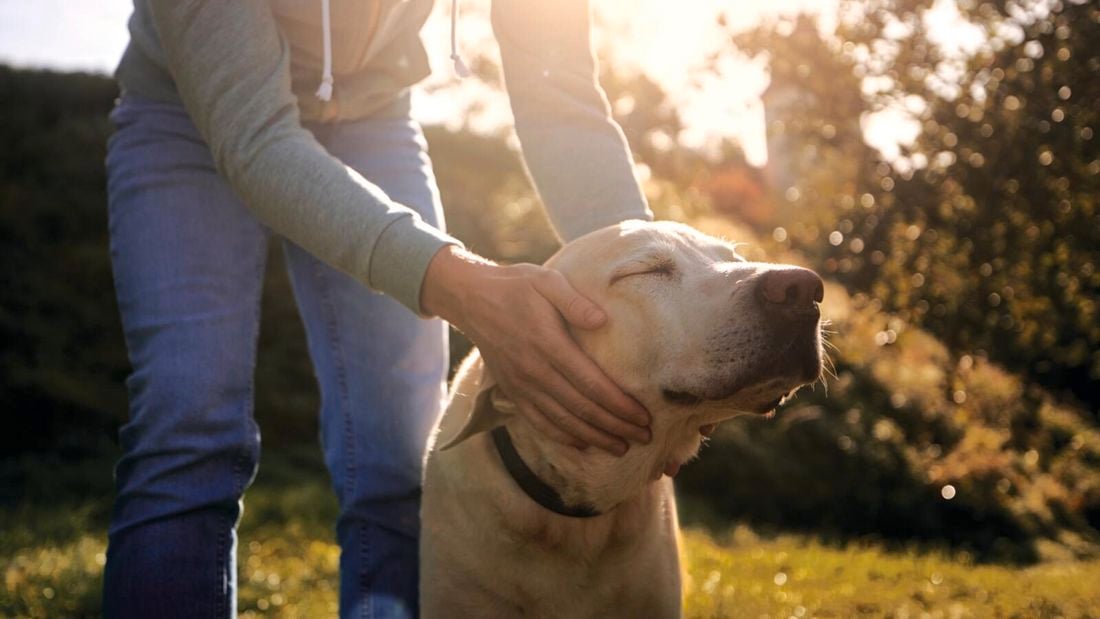 Person petting a dog in a garden.