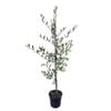 4L Olive Tree - Olea Manzanilla 