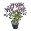 4L Houpara - Pseudopanax Purpureum
