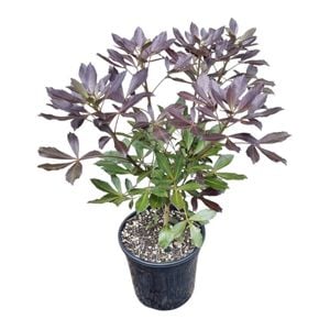 4L Houpara - Pseudopanax Purpureum