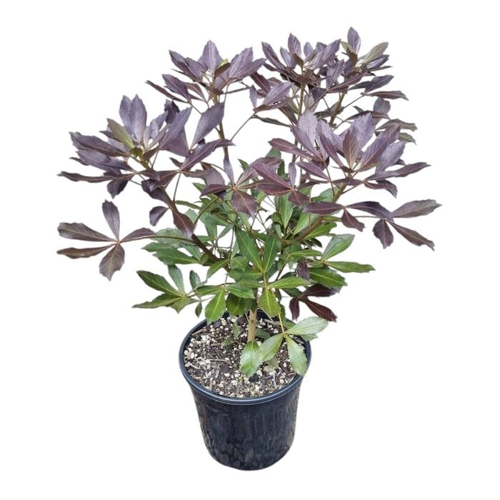 4L Houpara - Pseudopanax Purpureum