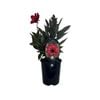 1.5L Dahlia Dream Catcher - Dahlia
