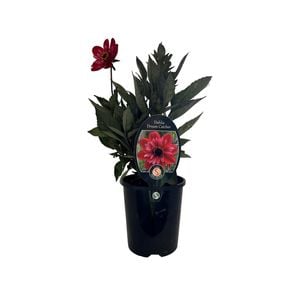 1.5L Dahlia Dream Catcher - Dahlia