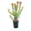 150mm Leucadendron Amy - Leucadendron salignum Laureolum