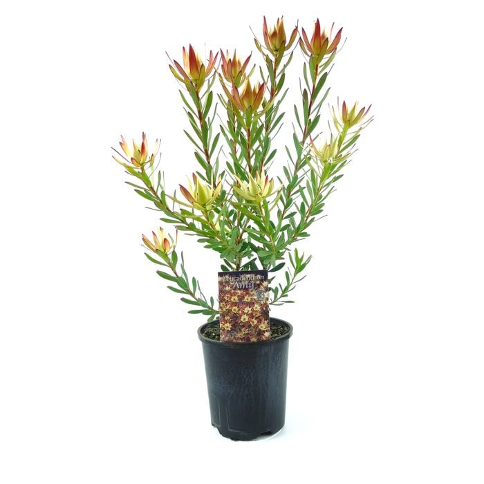 150mm Leucadendron Amy - Leucadendron salignum Laureolum