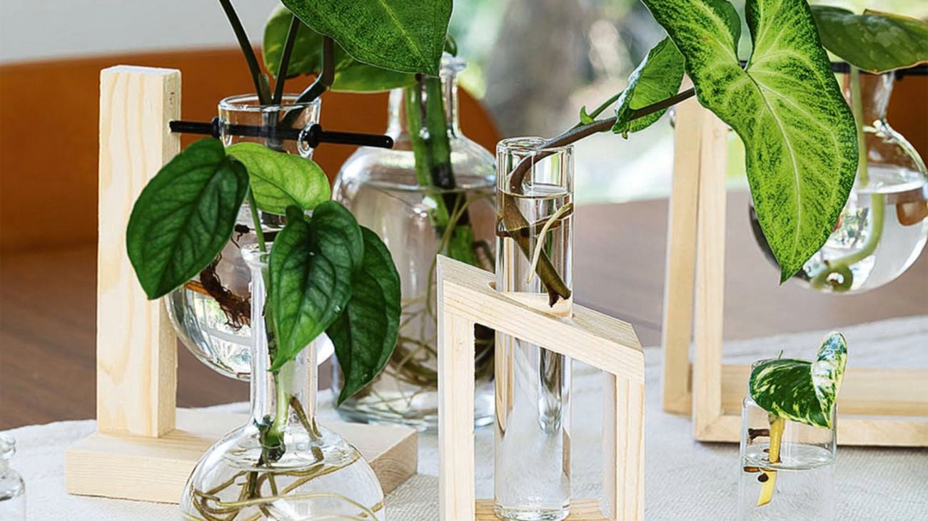 Green plants sit in a glass propagating system