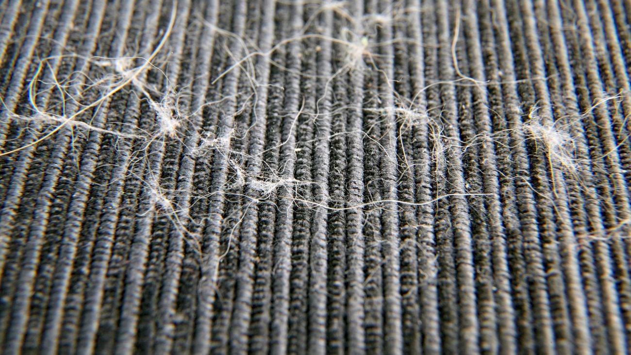 Close up shot of animal hair on a carpet.