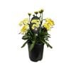 3.5L Leucanthemum Real Charmer 