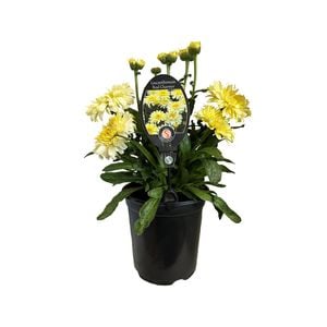 3.5L Leucanthemum Real Charmer 