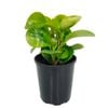 125mm Radiator Plant - Peperomia magnoliifolia Green And Gold