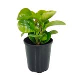 125mm Peperomia Green & Gold - Peperomia magnoliifolia