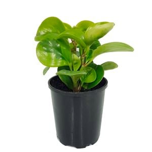 125mm Radiator Plant - Peperomia magnoliifolia Green And Gold