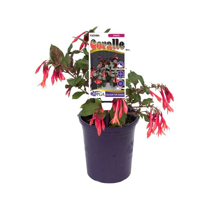 140mm Fuchsia Coralle - Fuchsia triphylla