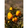 Citrus Mandarin Silverhill 3.5L