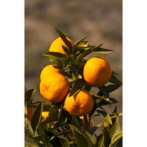 Citrus Mandarin Silverhill 3.5L