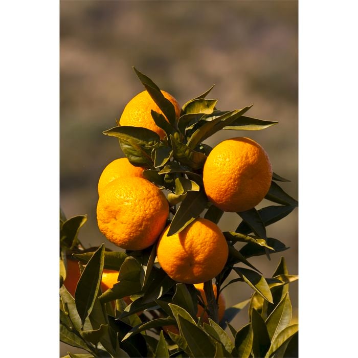 Citrus Mandarin Silverhill 3.5L