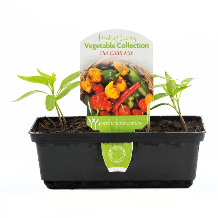 Chilli Hot Mix Punnet - Capsicum Annuum