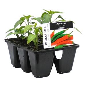 6 Cell Chilli Mix - Capsicum annuum - Fusion Vegetable Range