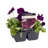 4 Cell Pansy Plentifall Purple - Viola x wittrockiana