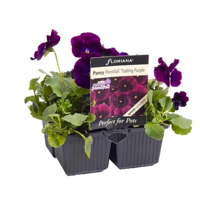 4 Cell Pansy Plentifall Purple - Viola x wittrockiana