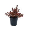 2.5L Coprosma - Coprosma evening Glow