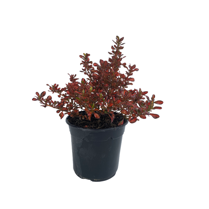 2.5L Coprosma - Coprosma evening Glow