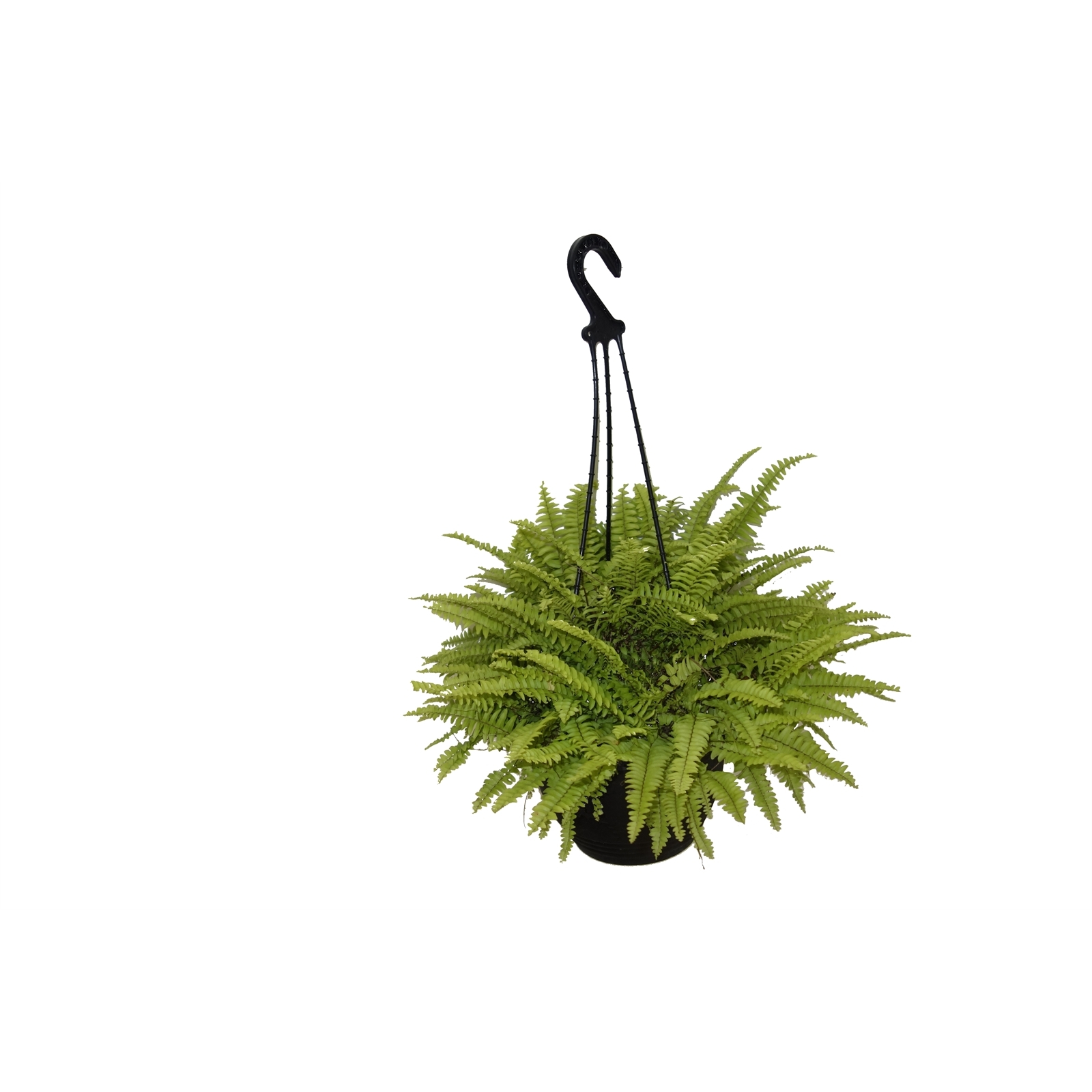 Ferns - Bunnings Australia