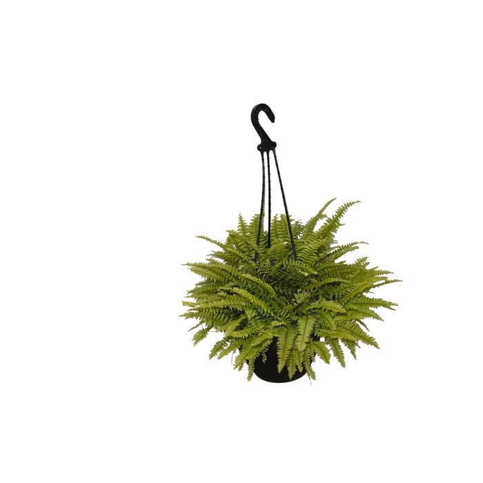 200mm Assorted Fern Hanging Basket