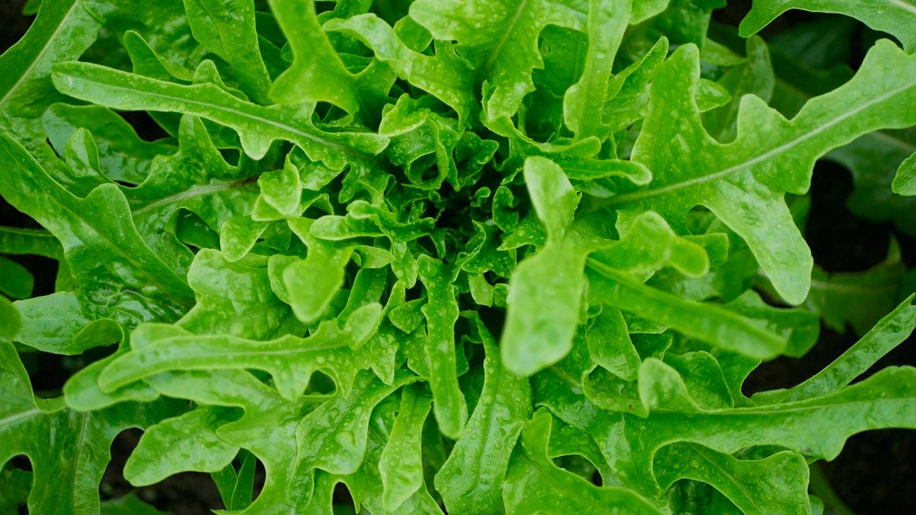 Top-down view of a dense head of green rocket with long leaves.