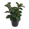 180mm Peperomia Jade - Peperomia magnoliifolia