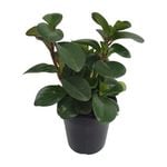 180mm Peperomia Jade - Peperomia magnoliifolia