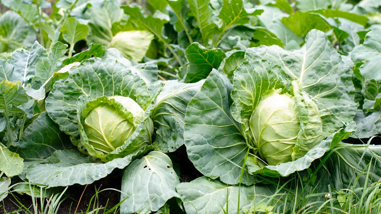 Fresh cabbage heads in a garden, ready for harvest.