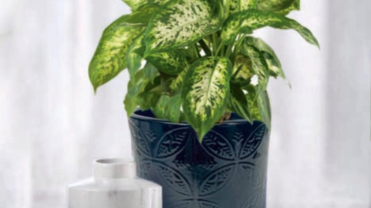 Dieffenbachia plant in a round indoor pot.