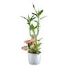 110mm Indoor Lucky Bamboo - Dracaena sanderiana