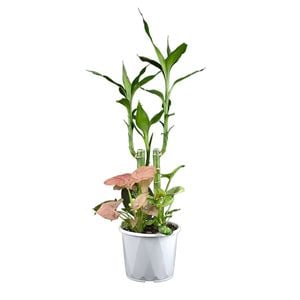 110mm Indoor Lucky Bamboo - Dracaena sanderiana