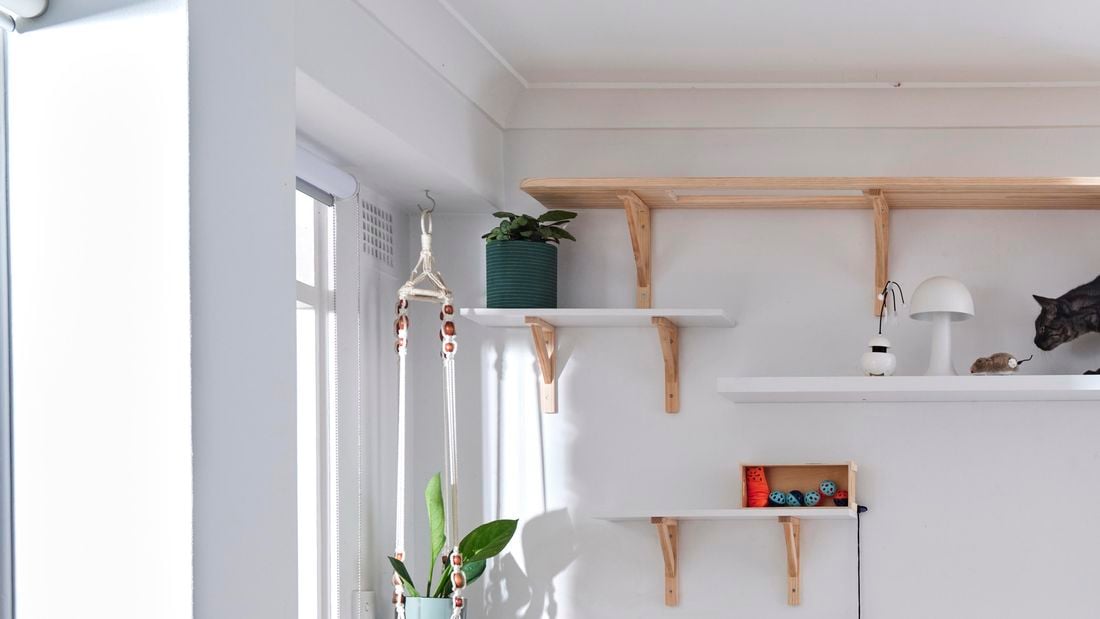 Landscape image of cat crawling on second and fourth shelf